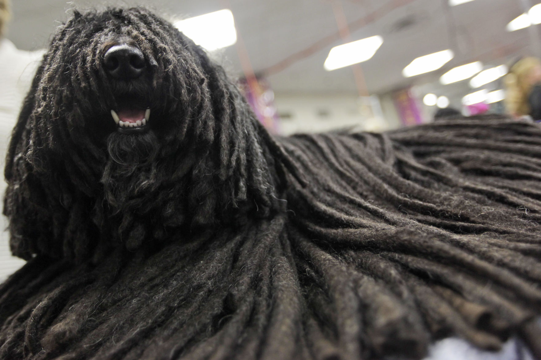 Westminster Dog Show